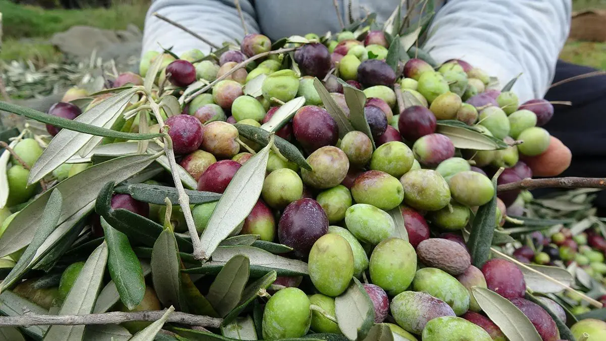 Zeytin Hasadı ve Sıkım: Zeytinyağında Kaliteyi Belirleyen 5 Şey